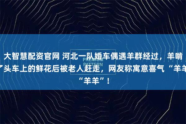 大智慧配资官网 河北一队婚车偶遇羊群经过，羊啃食了头车上的鲜花后被老人赶走，网友称寓意喜气 “羊羊”！